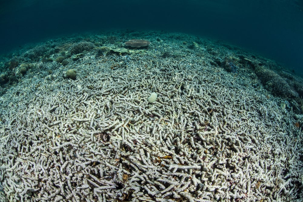 Dead coral reefs under the ocean of Hawaii