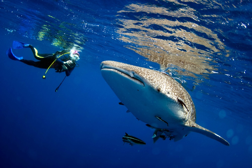 Scuba diver interacting with a shark in Hawaii