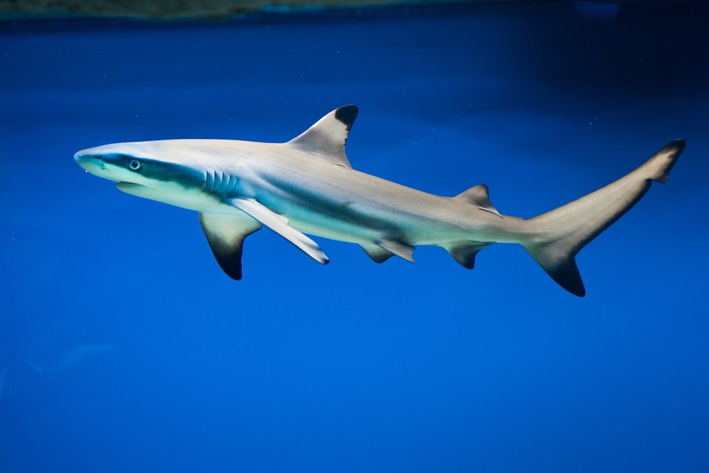Blacktip Reef Shark (Carcharhinus melanopterus) of Hawaii