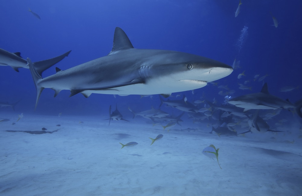 Gray Reef Shark (Carcharhinus amblyrhynchos) of Hawaii