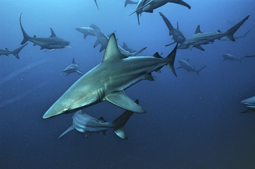 Blacktip Shark (Carcharhinus limbatus) of Hawaii