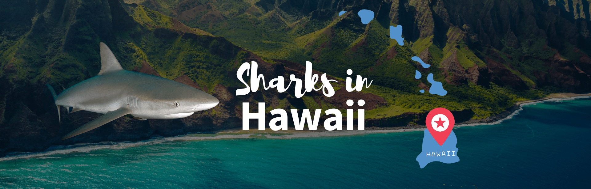 10 Most Common Sharks In Hawaii: Facts and Pictures