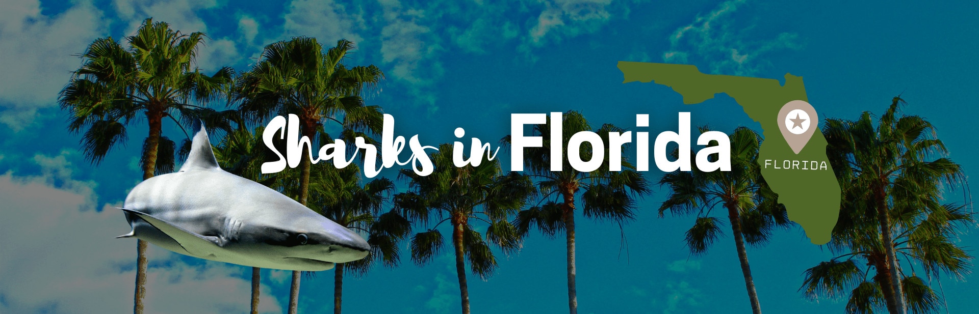 Sharks in Florida: All You Ought to Know (Pics, Facts and Chart)