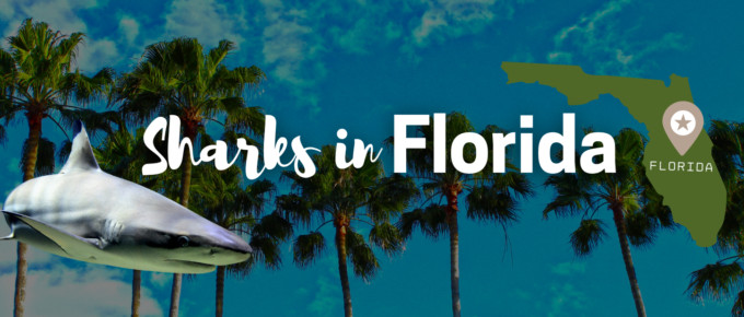 Sharks in florida featured photo