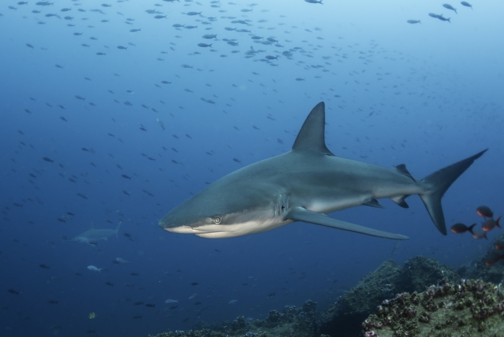 Galapagos Shark (Carcharhinus galapagensis) of Hawaii