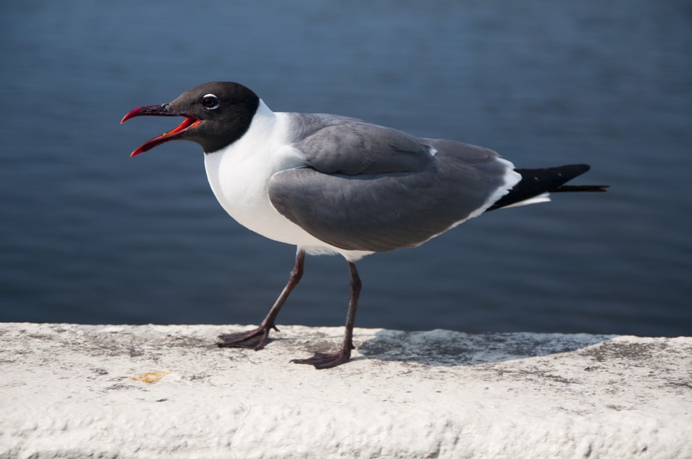 Laughing Gulls at the side beach of Florida