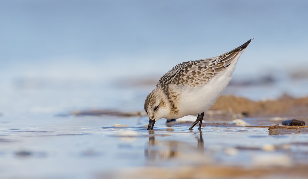Sanderling trying to hatch food at shores of Florida