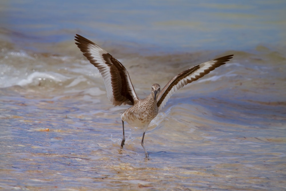 Willets spreading its wings on the shore of Florida