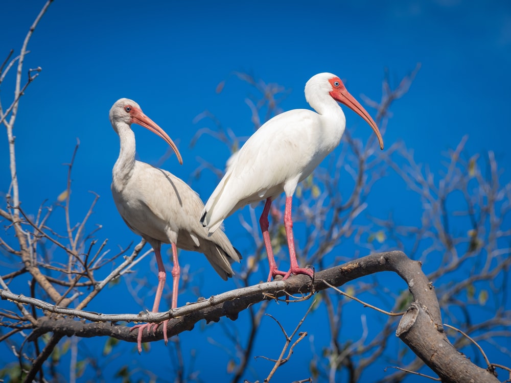 White Ibis standing on a thin branch