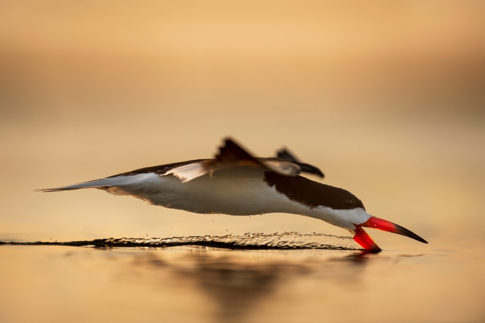 Black Skimmer drinking water from a beach