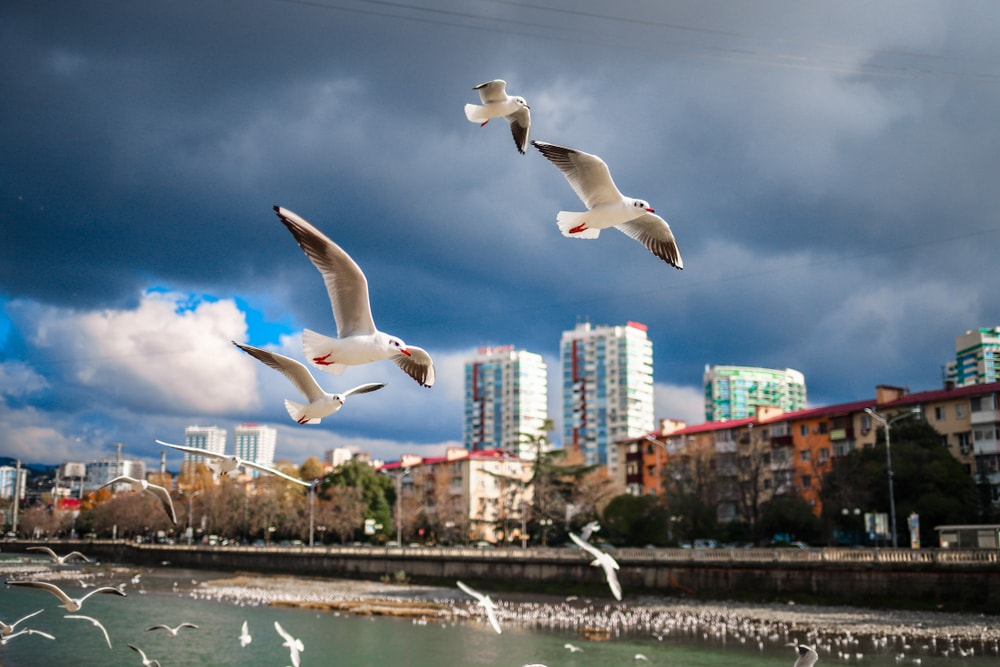 Seagulls flying over the river near urban