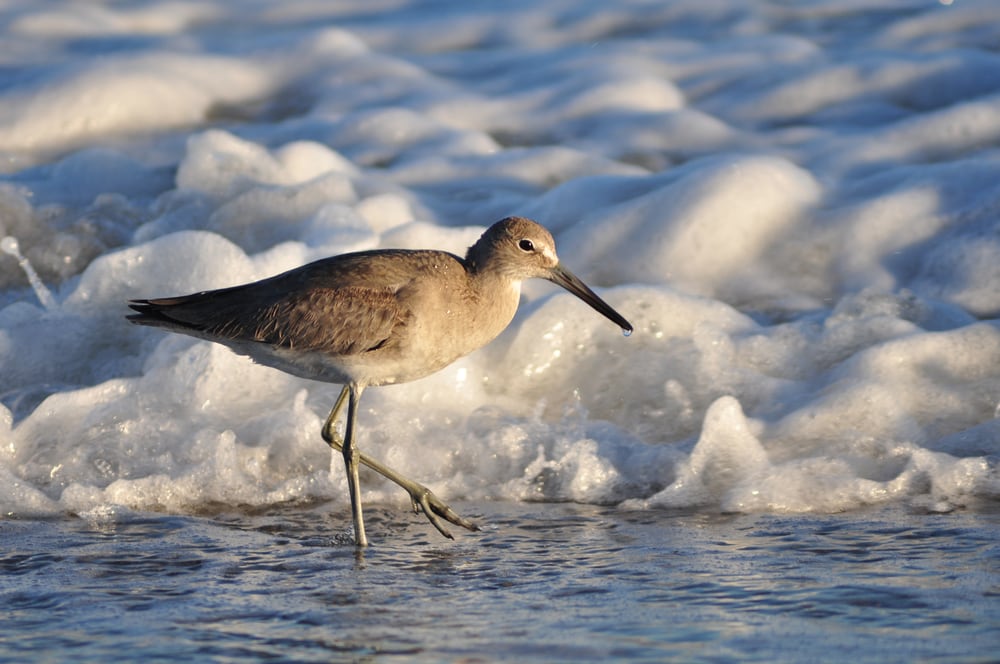 Shorebird walking through the waves of Florida beaches