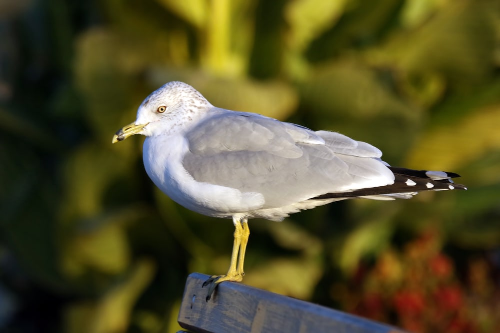 Ring-billed Gulls standing on a wood at the shore of Florida