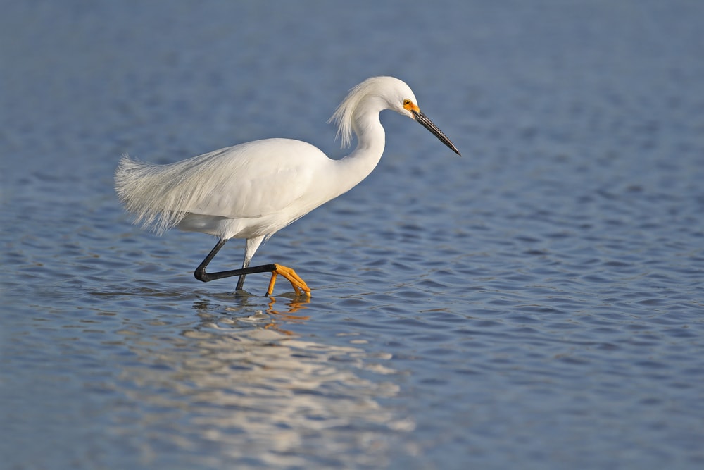 Snowy Egret walking in water of Florida