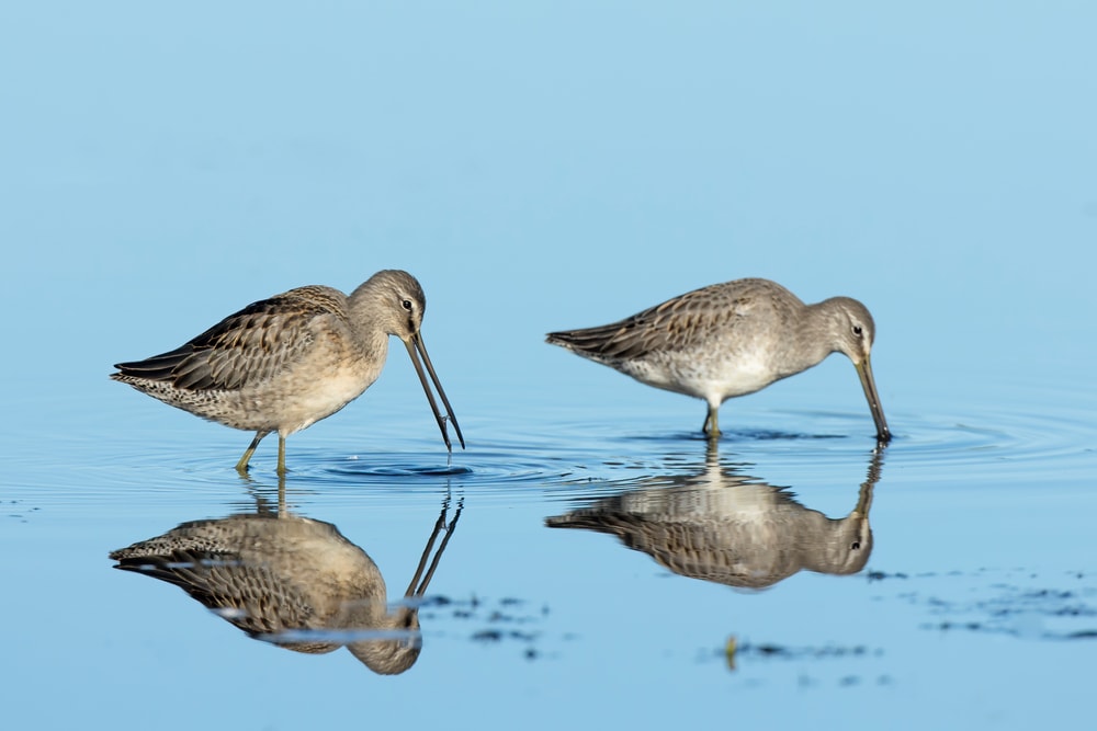 Short and Large-Billed Dowitchers hunting for food at the beach of Florida