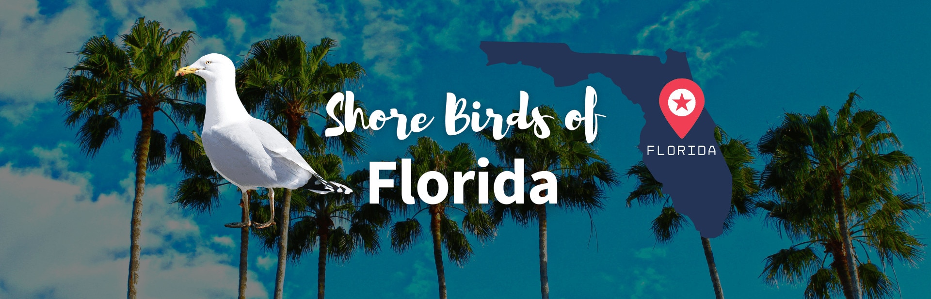 15 Beautiful and Strange Beach Birds of Florida (Chart & Pics)
