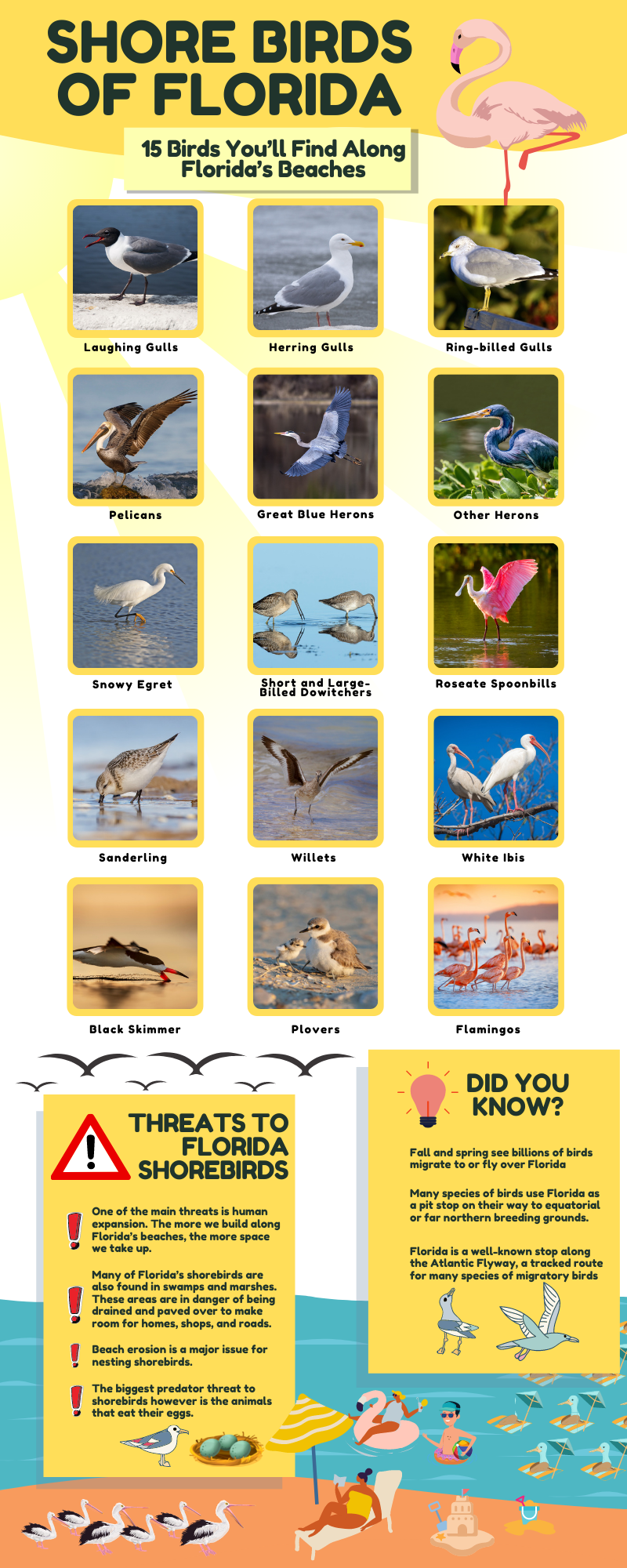 Shore birds of florida chart with facts about threats to Florida seabirds and other fun facts