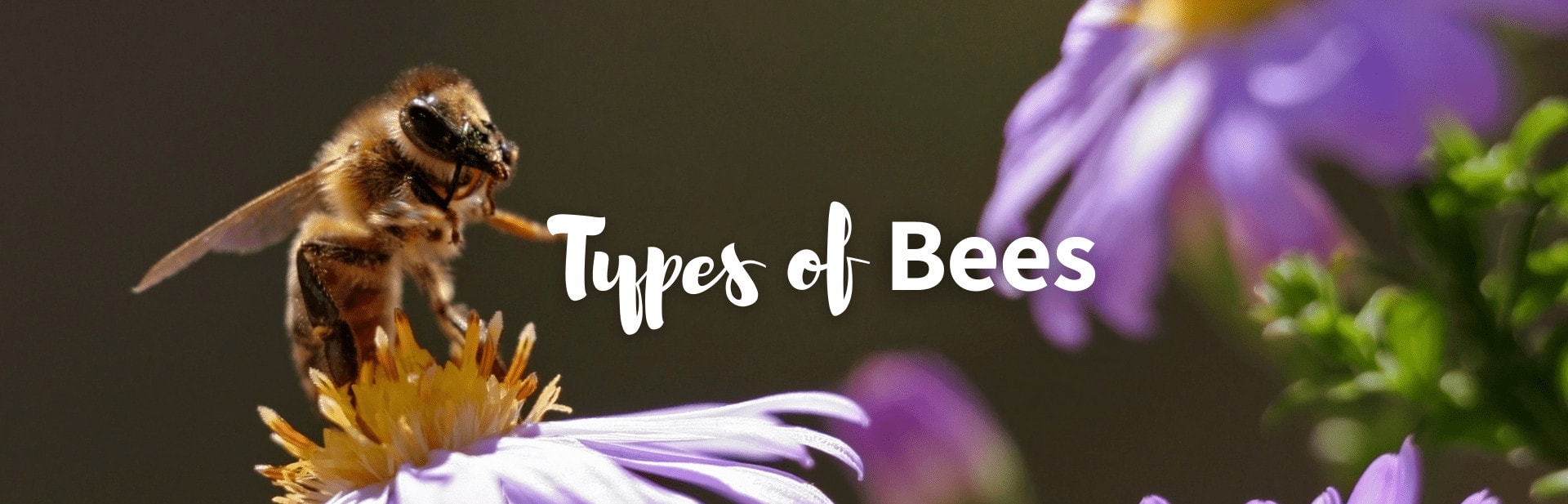 16+ Different Types Of Bees: Field Guide Identification with Photo, Facts and More