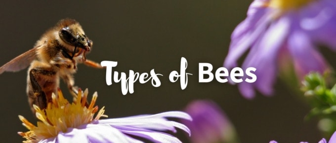 Types of bees featured image