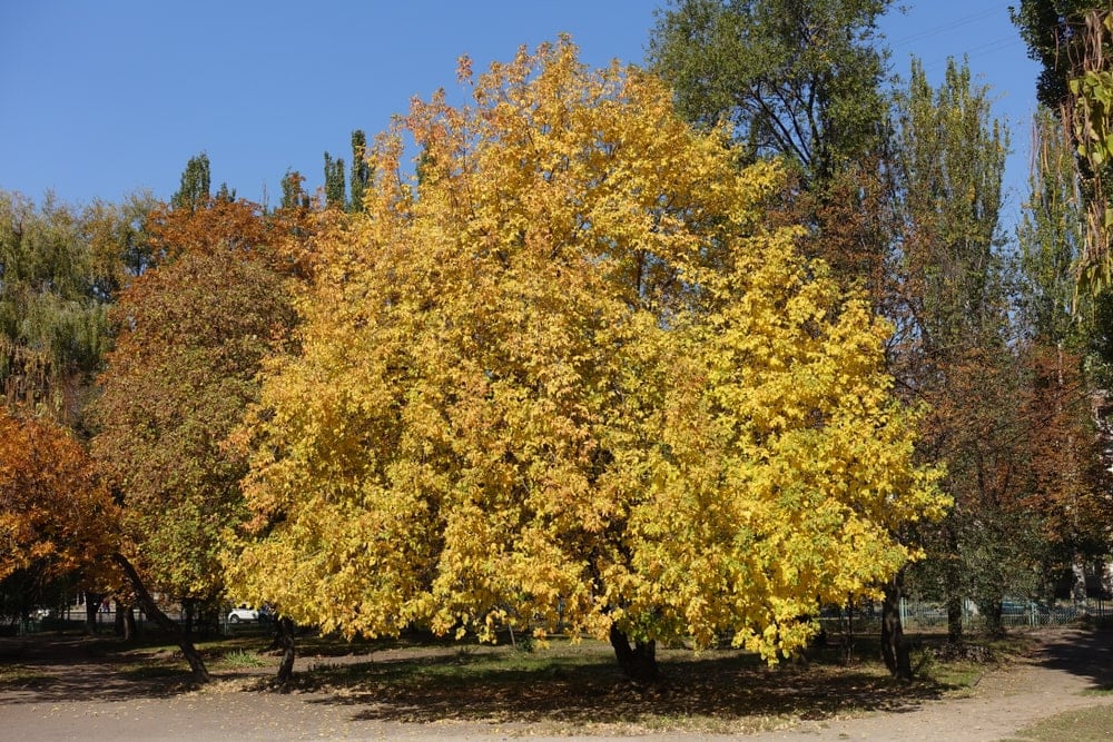Green ash Tree (Fraxinus pennsylvanica)