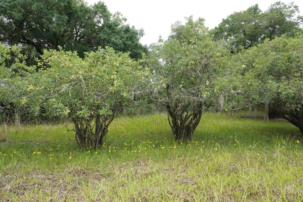 Carolina Ash Tree (Fraxinus caroliana)