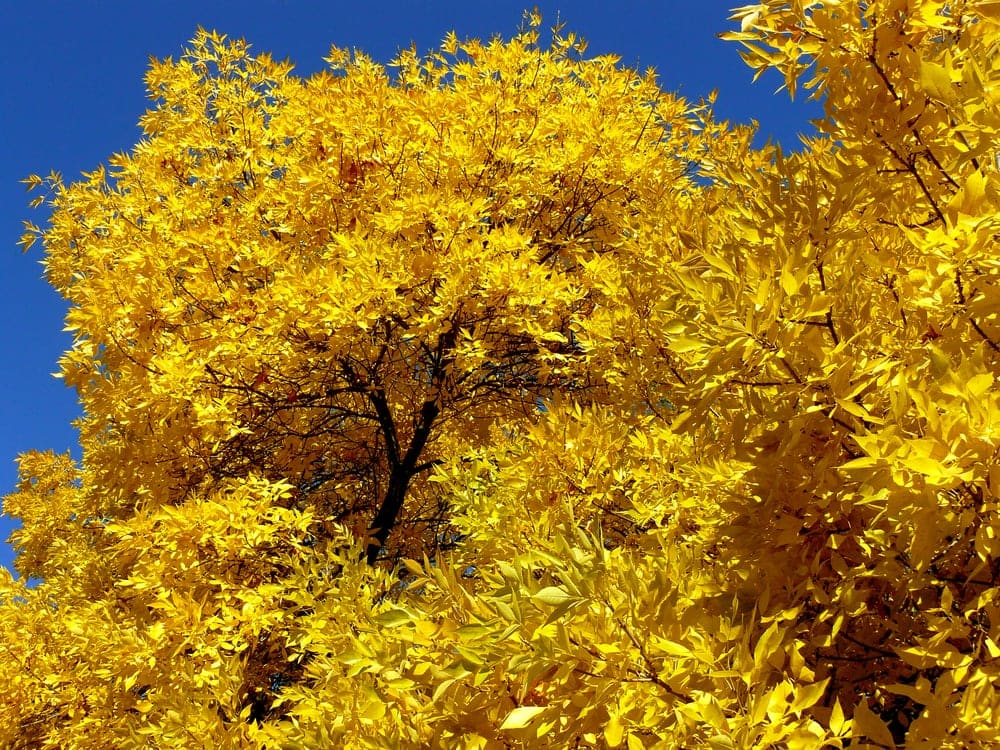 Golden leaves of ash trees