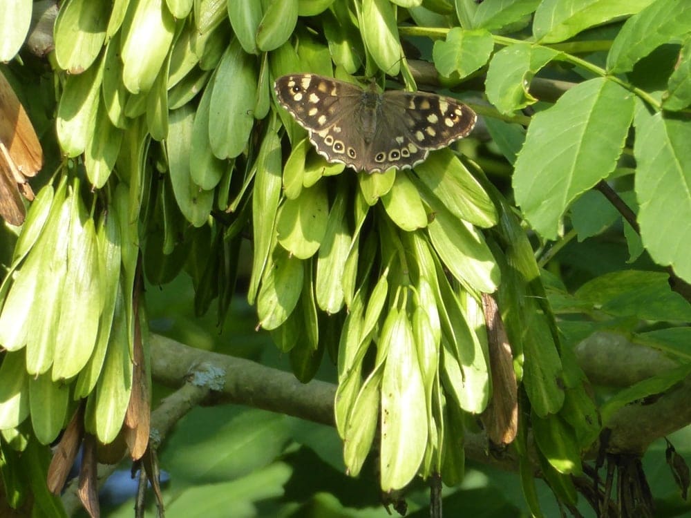 Butterfly on top of an ash tree leaves