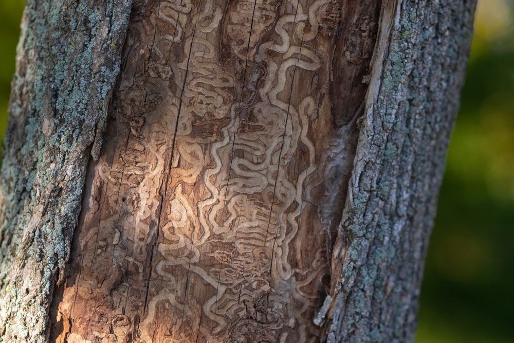 Close up damaged dead trunk of ash trees