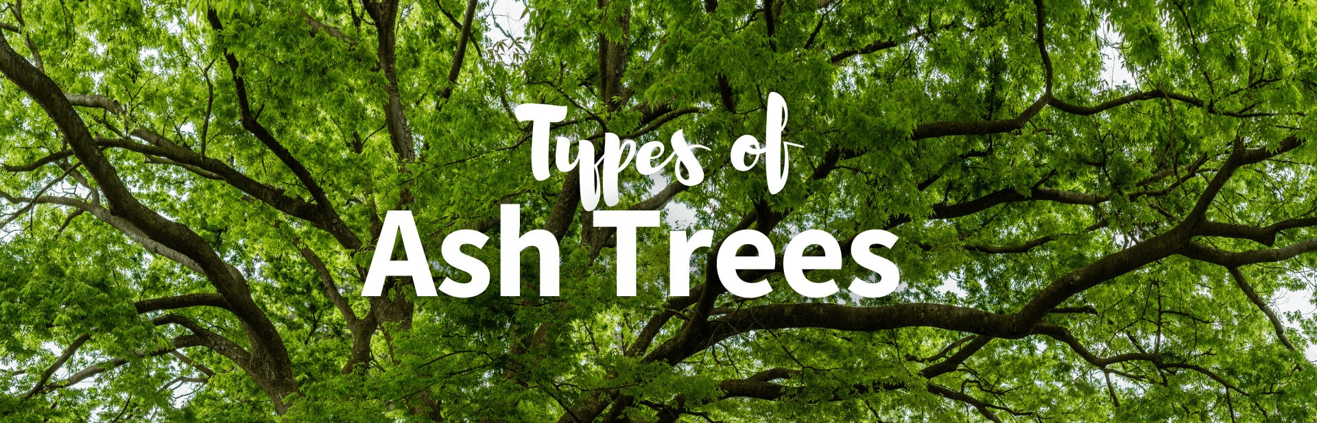 14 Types of Ash Tree: Pictures, Facts and Natural Beauty