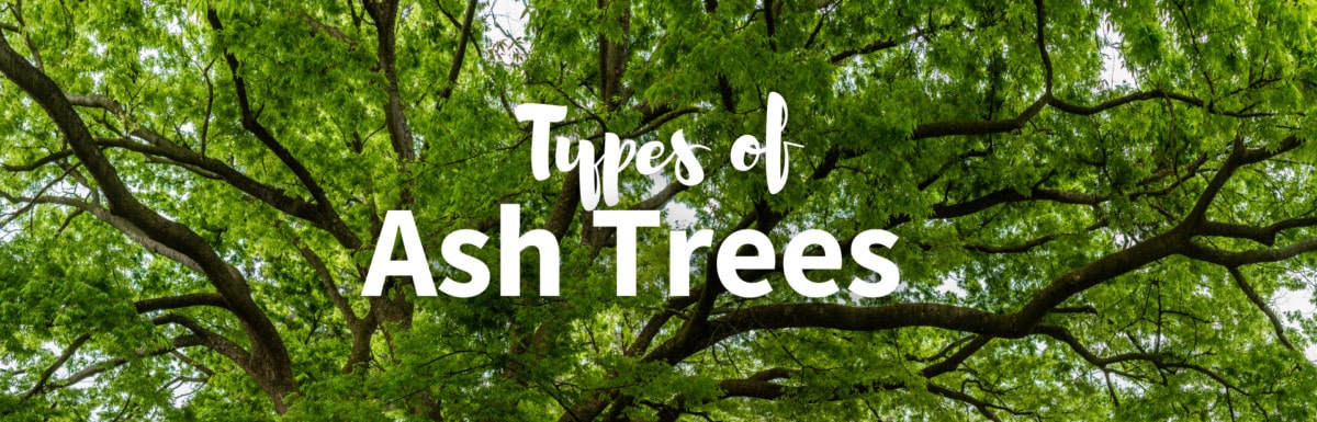 Types of ash trees featured image