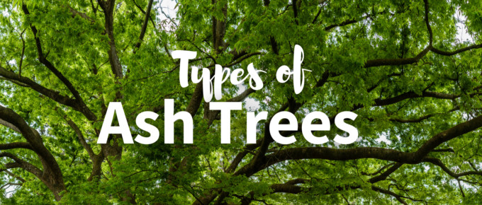Types of ash trees featured image