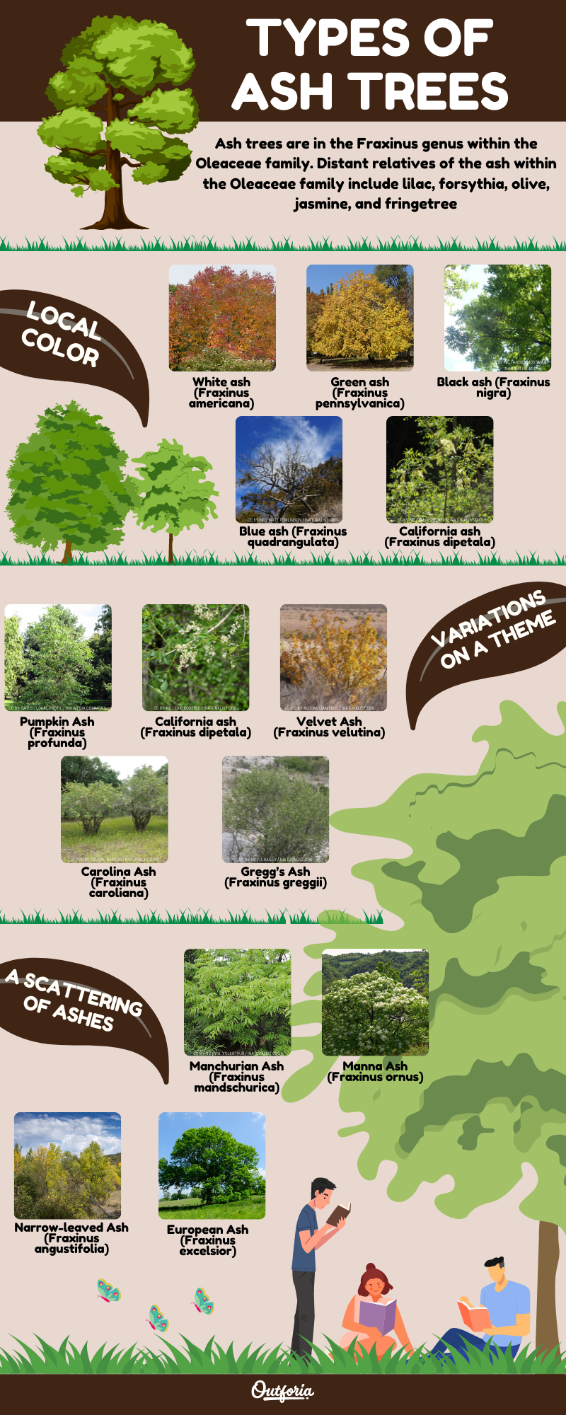 Types of ash trees infographic