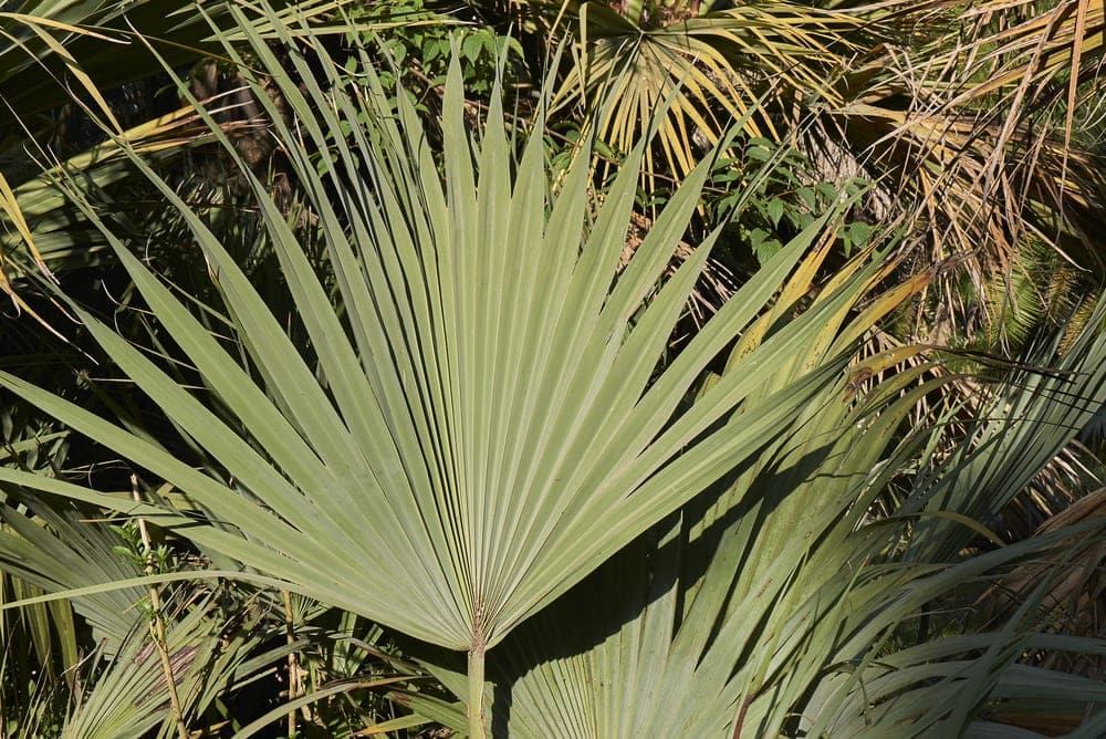 Mazari Palm (Nannorrhops ritchiana)