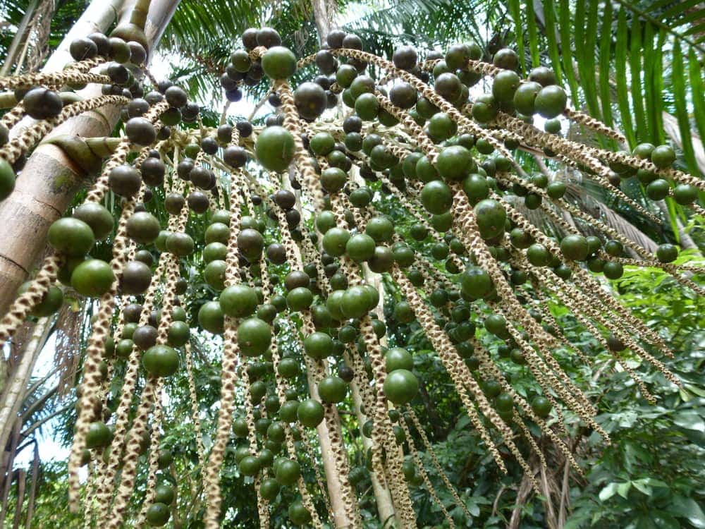 Acai Palm (Euterpe oleracea)