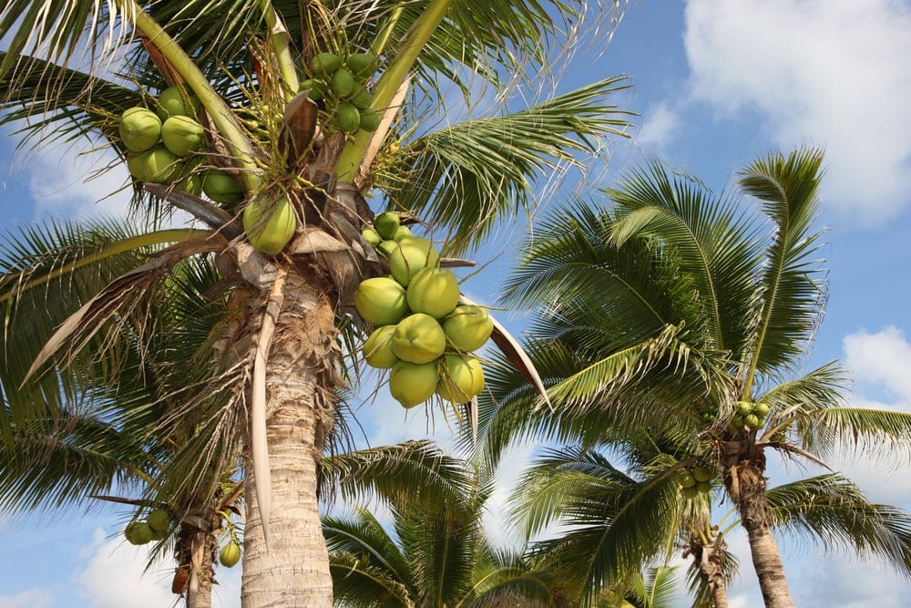 Palm (Cocos nucifera)