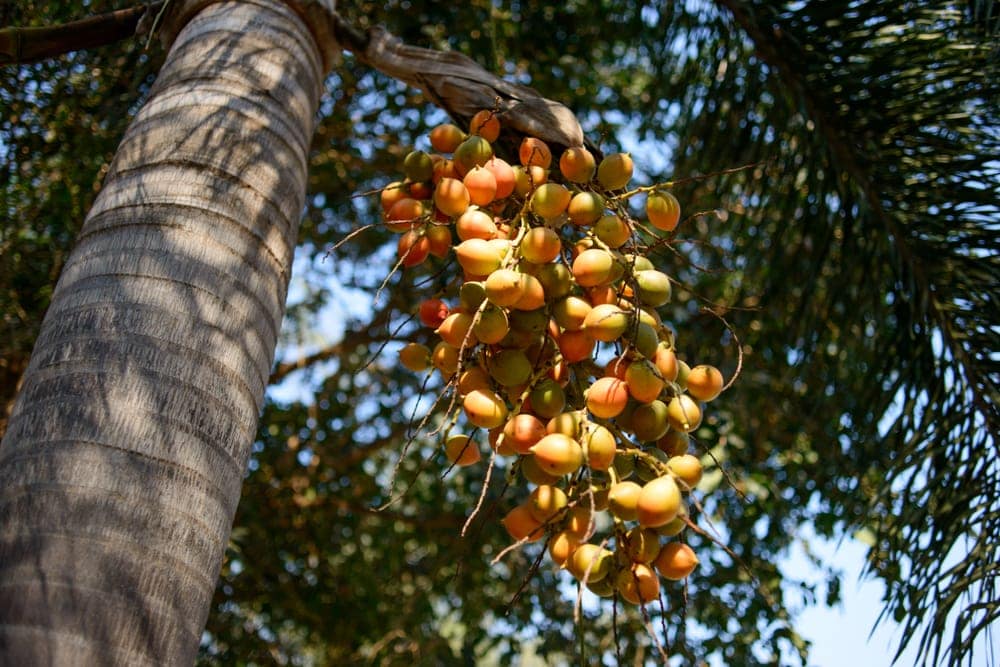 Jelly Palm (Butia capitata)