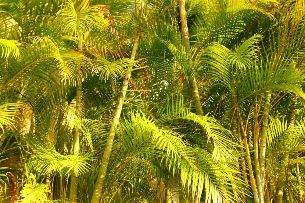 Areca Palm (Chrysalidocarpus lutescens)