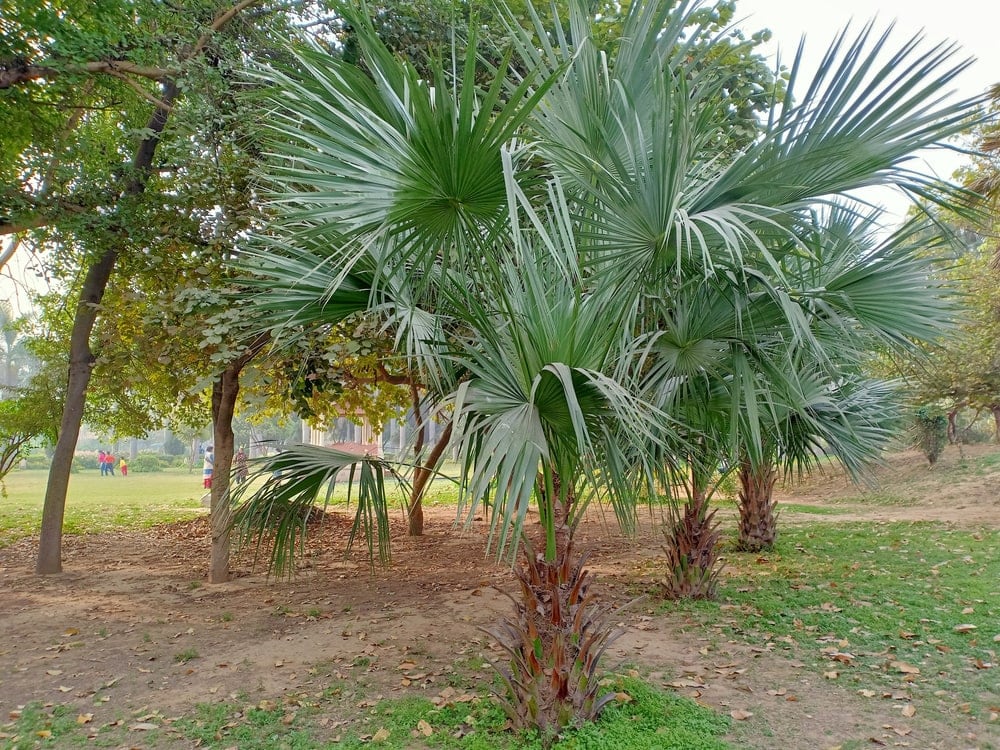 Blue Hesper Palm (Brahea armata)