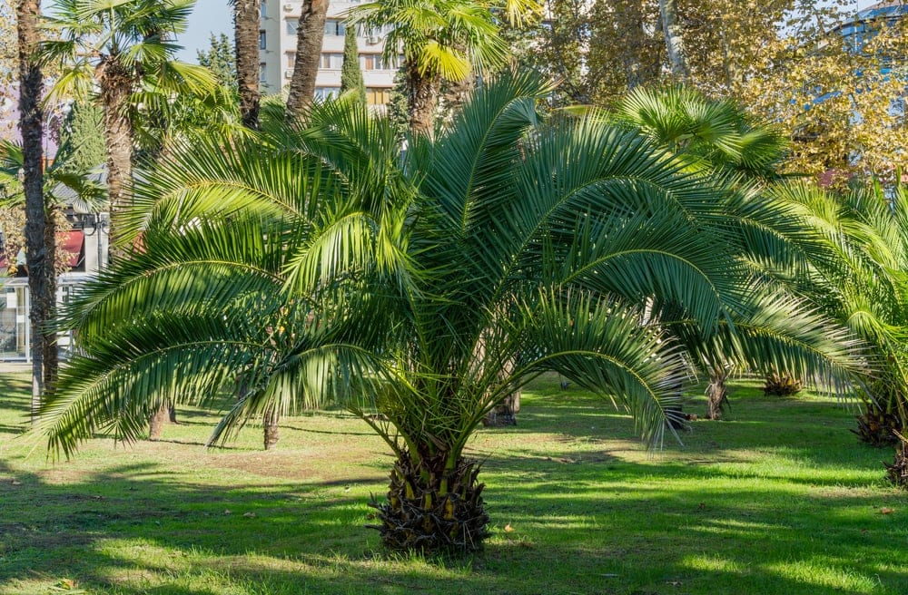Canary Island Date Palm (Phoenix canariensis)