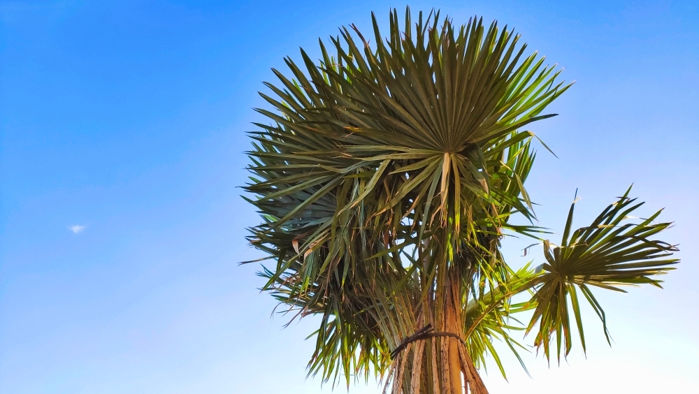 Old Man Palm (Coccothrinax crinita)