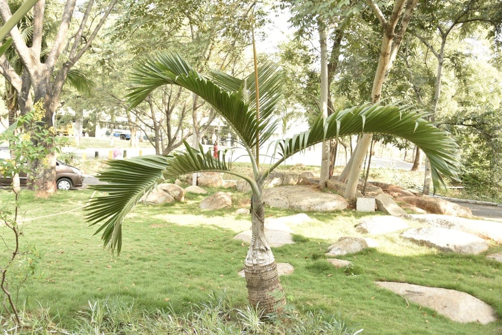 Spindle Palm (Hyophorbe verschaffeltii)