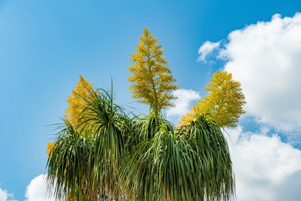 Ponytail Palm (Beaucarnea recurvata)