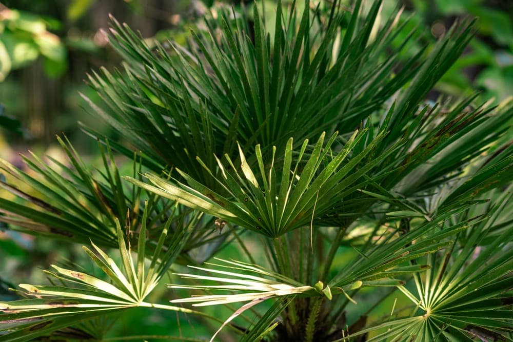 Mediterranean Dwarf Palm (Chamaerops humilis)