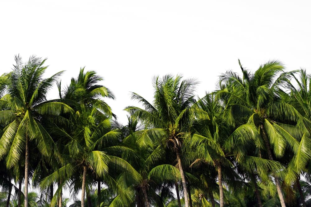Group of palm trees on white background