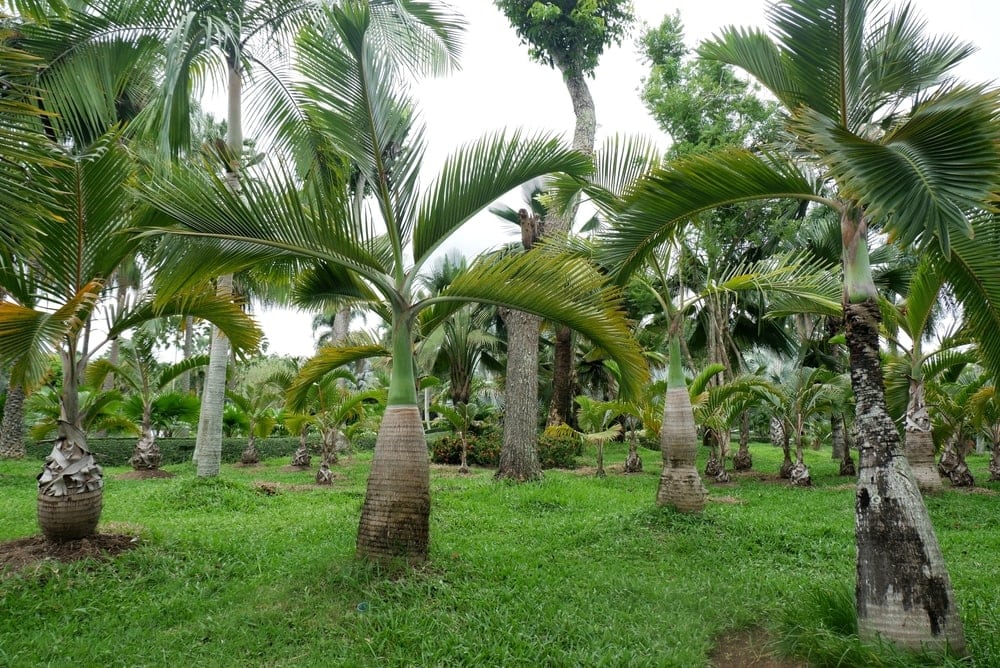 Bottle Palm (Hyophorbe lagenicaulis)