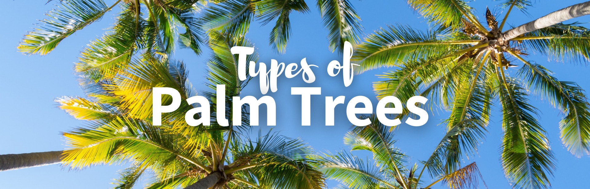 39 Types of Palm Trees: The Tall, The Small, and The Weird