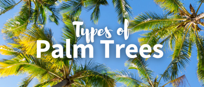 Types of palm trees featured image