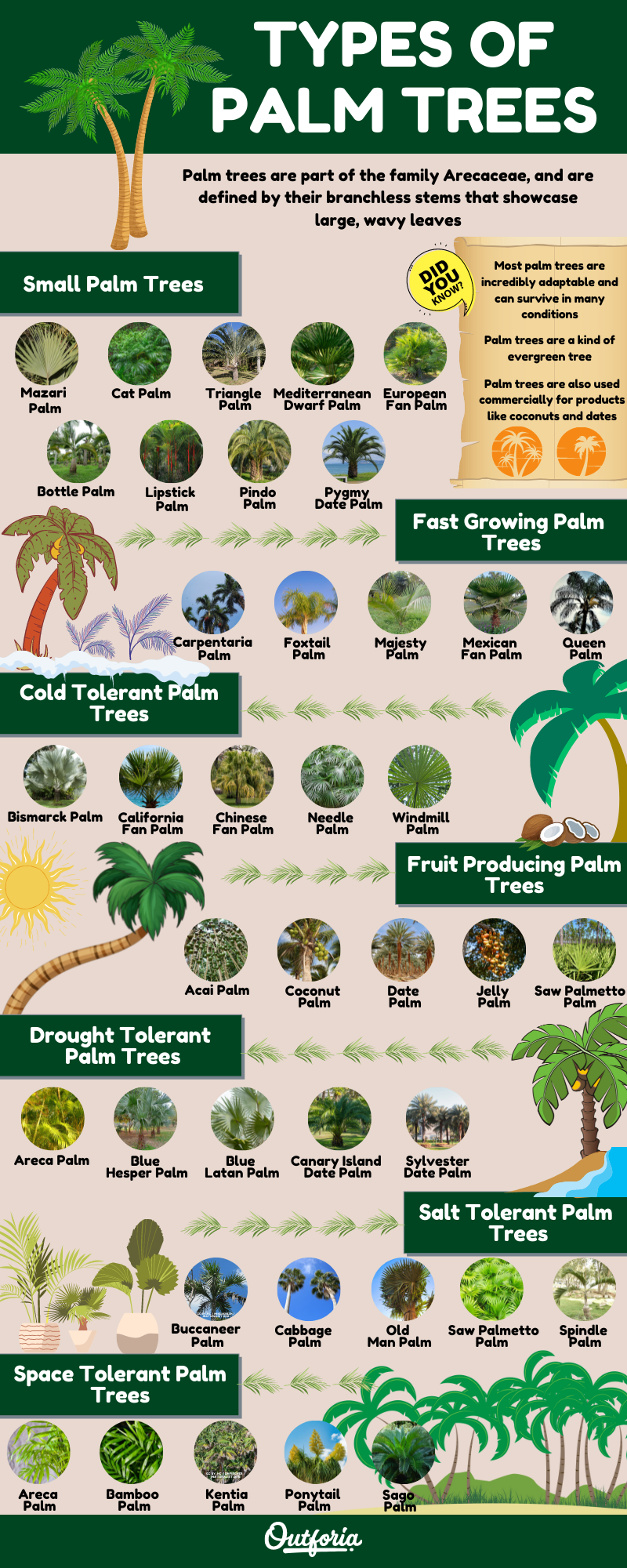 Chart for identification of the different types of palm trees