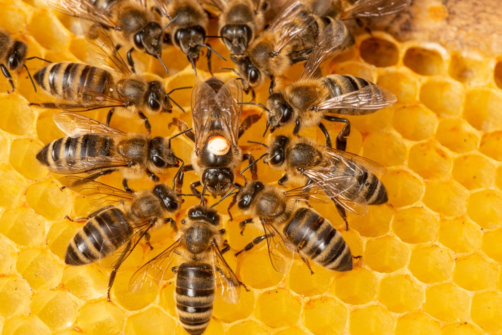 Bees swarming up in a honey