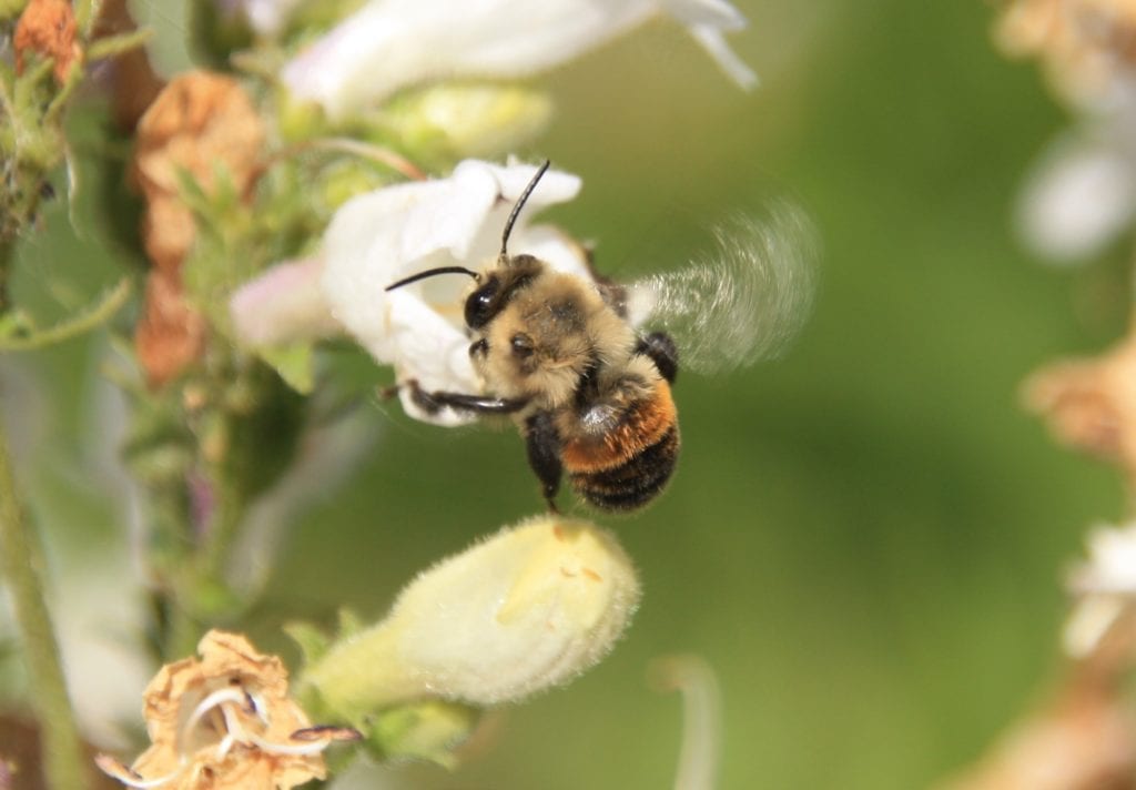Mining Bee (Anthophora Abrupta)
